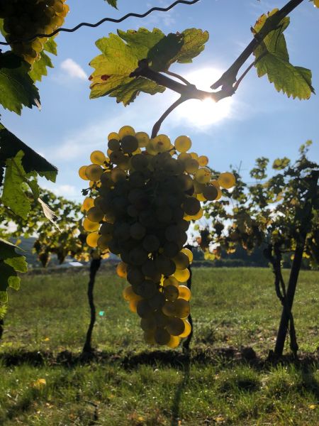 Laufclubausflug Winzerlauf Poysdorf - 05. - 06.10.2019_23