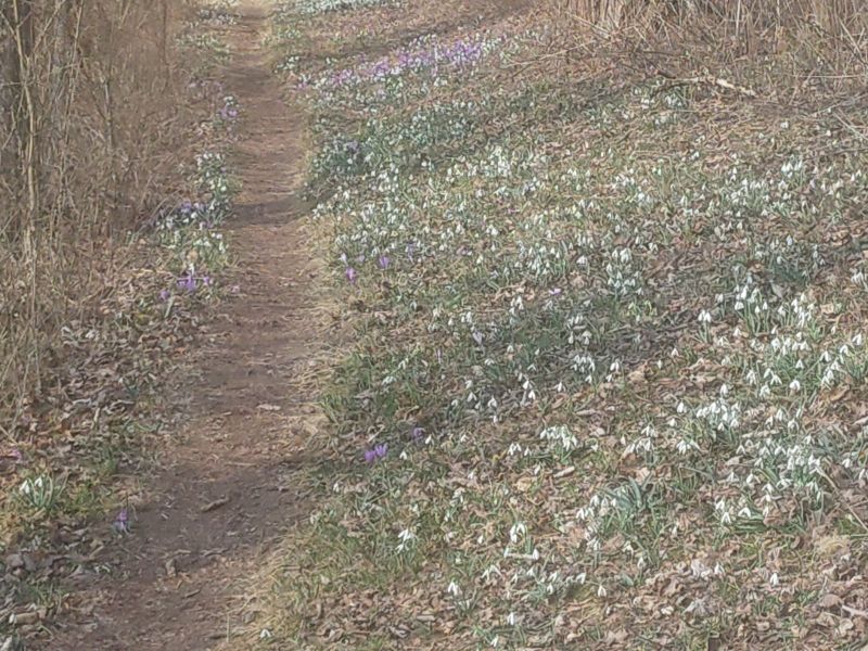 laufclubinterner Schneeglöckerllauf bei Mureck - 27.02.2022_7