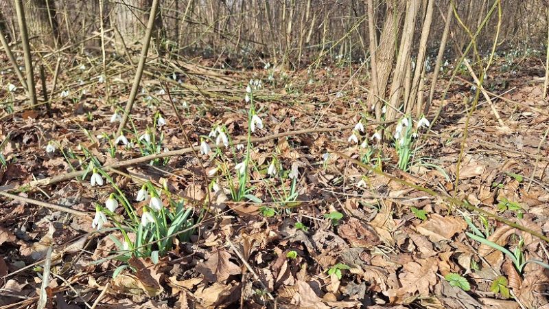 laufclubinterner Schneeglöckerllauf Mureck - 17.02.2024_1