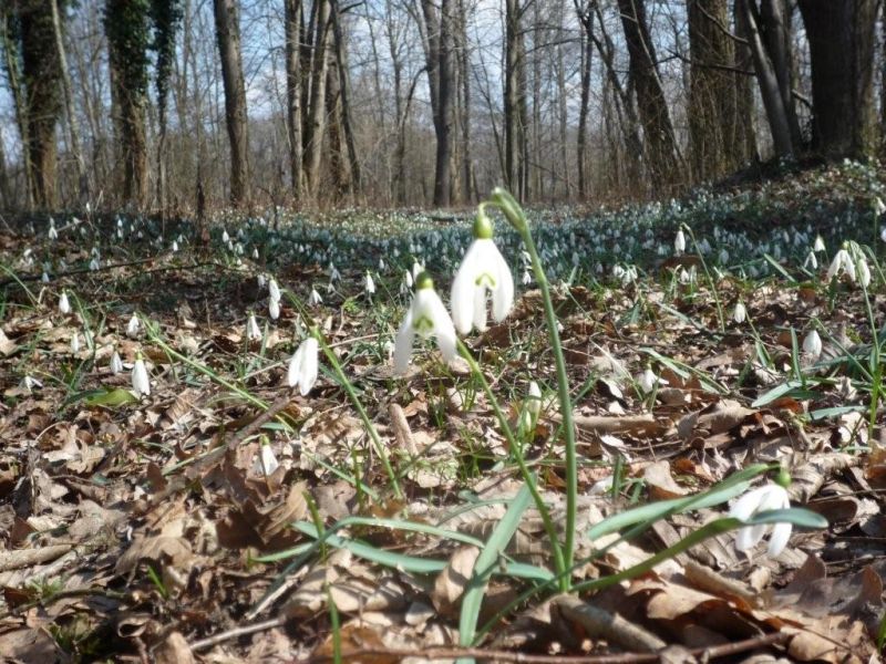 Schneegloeckerllauf 2009_3