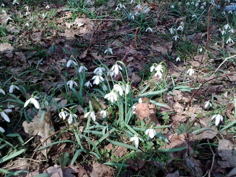 Schneegloeckerllauf 2010