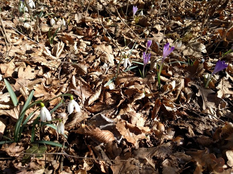 Schneeglöckerllauf - 23.02.2019_6