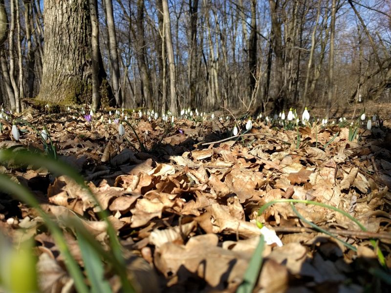 Schneeglöckerllauf - 23.02.2019_7