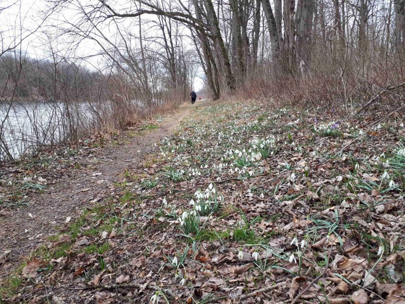 Schneeglöckerllauf - 29.02.2020_3