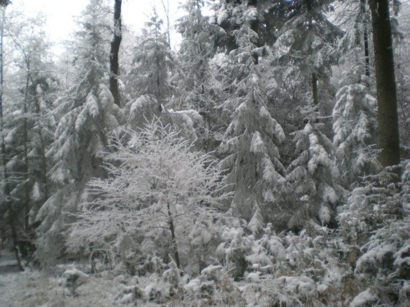 Winterbilder 2007_1