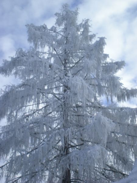 Winterbilder 2007_5